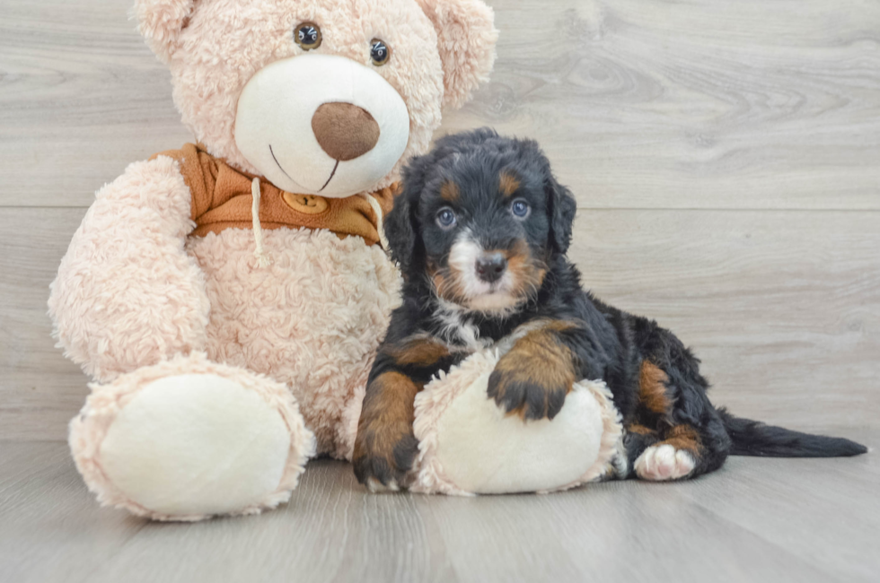 6 week old Mini Bernedoodle Puppy For Sale - Premier Pups