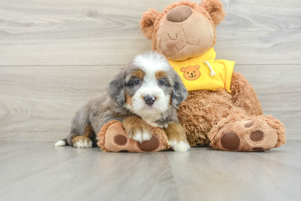 Best Mini Bernedoodle Baby