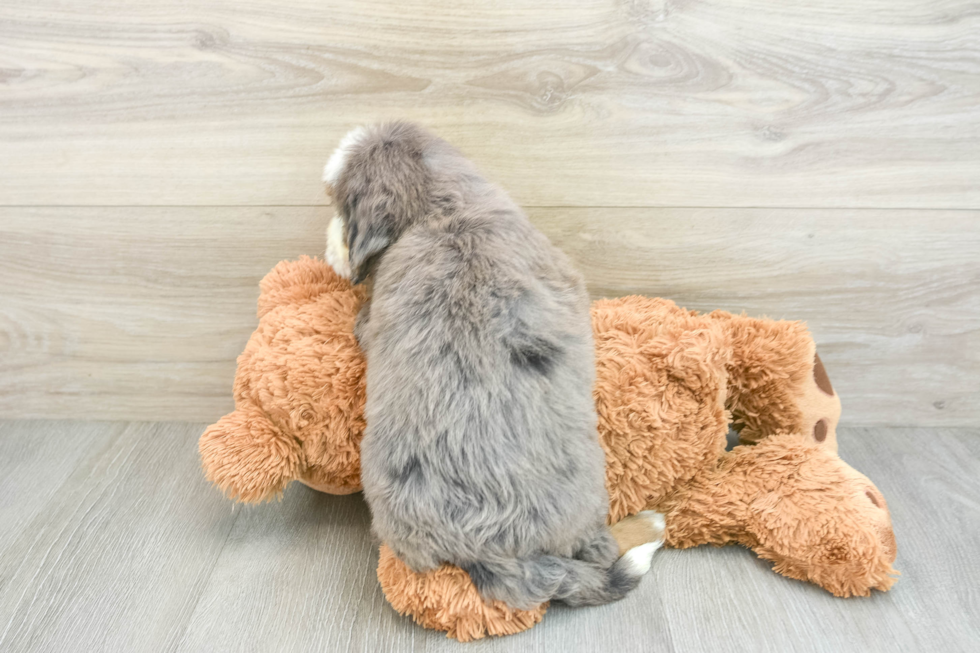 Mini Bernedoodle Puppy for Adoption