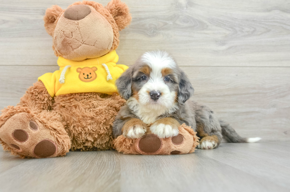 5 week old Mini Bernedoodle Puppy For Sale - Premier Pups