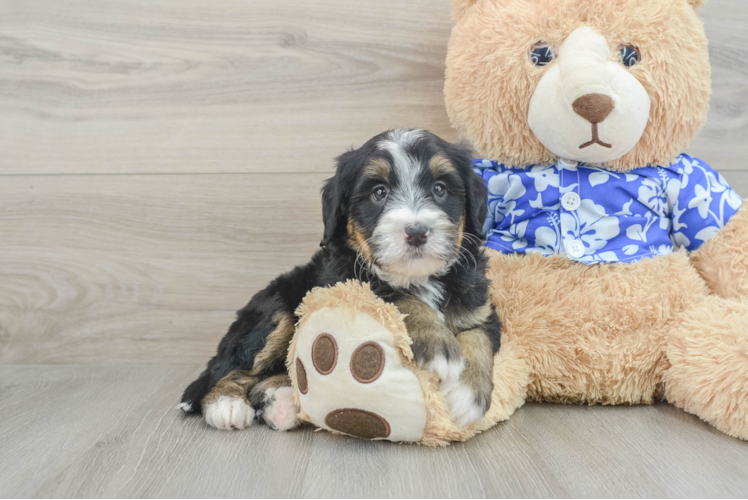 Adorable Mini Bernesepoo Poodle Mix Puppy