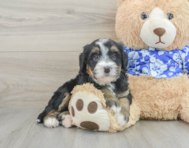 7 week old Mini Bernedoodle Puppy For Sale - Premier Pups