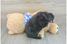 Small Mini Bernedoodle Baby