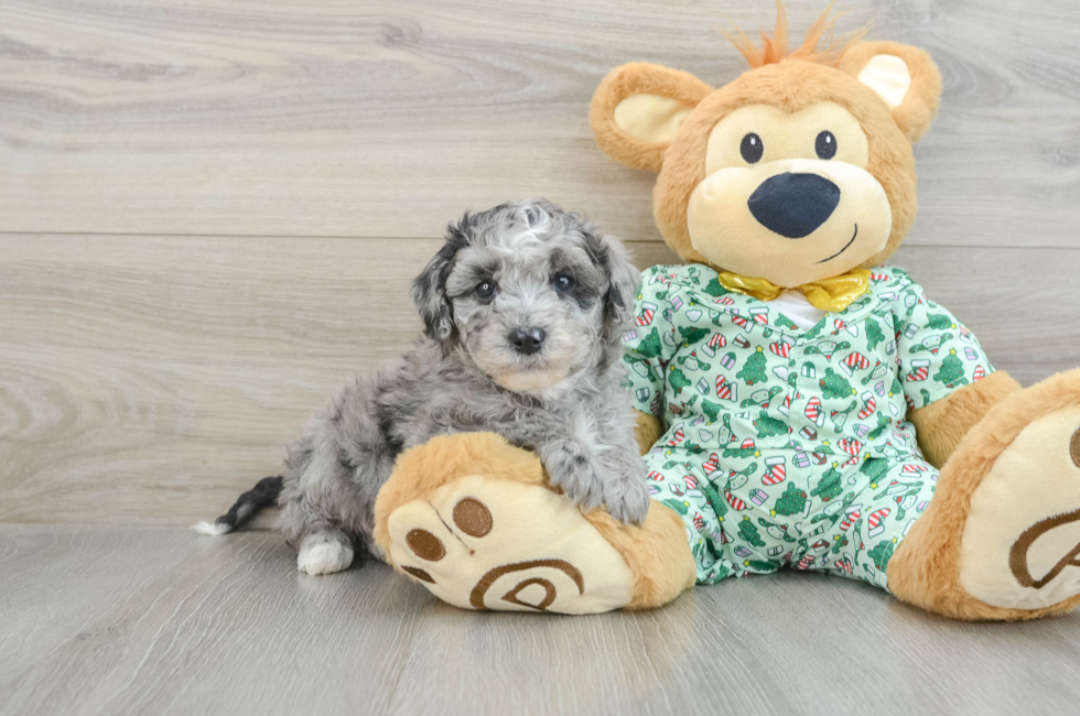 5 week old Mini Bernedoodle Puppy For Sale - Premier Pups