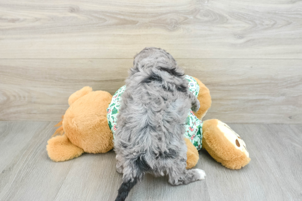 Best Mini Bernedoodle Baby