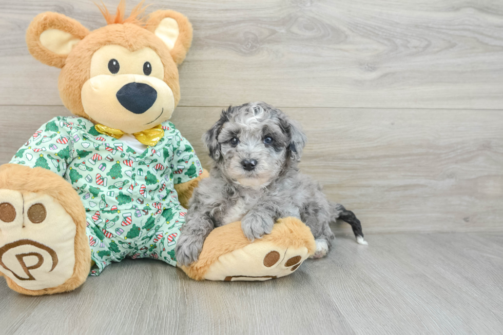 Fluffy Mini Bernedoodle Poodle Mix Pup