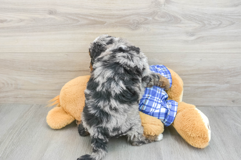 Happy Mini Bernedoodle Baby