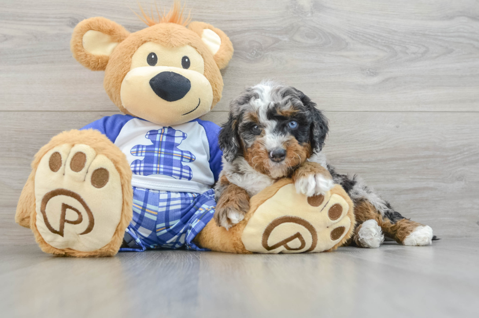 5 week old Mini Bernedoodle Puppy For Sale - Premier Pups