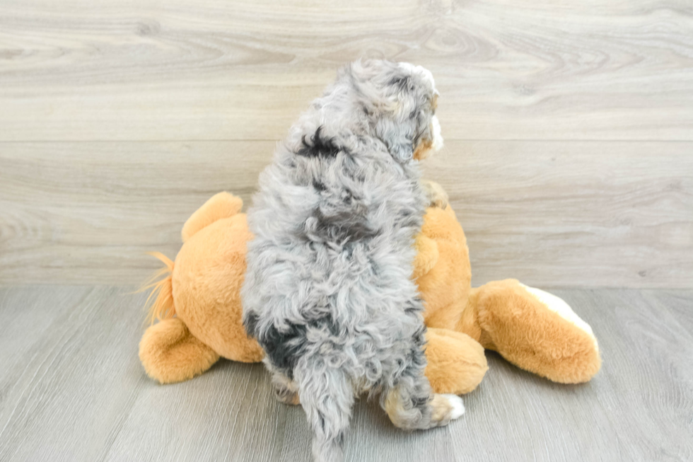 Best Mini Bernedoodle Baby