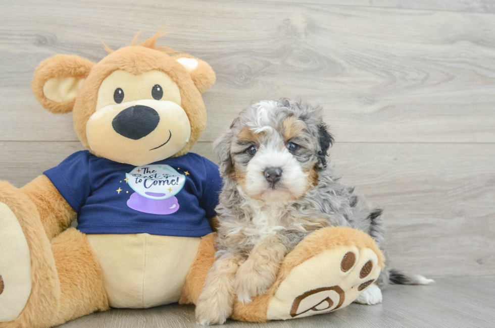 5 week old Mini Bernedoodle Puppy For Sale - Premier Pups