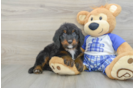 Best Mini Bernedoodle Baby