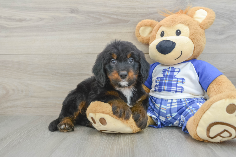 Best Mini Bernedoodle Baby