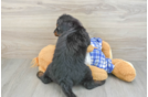 Mini Bernedoodle Puppy for Adoption