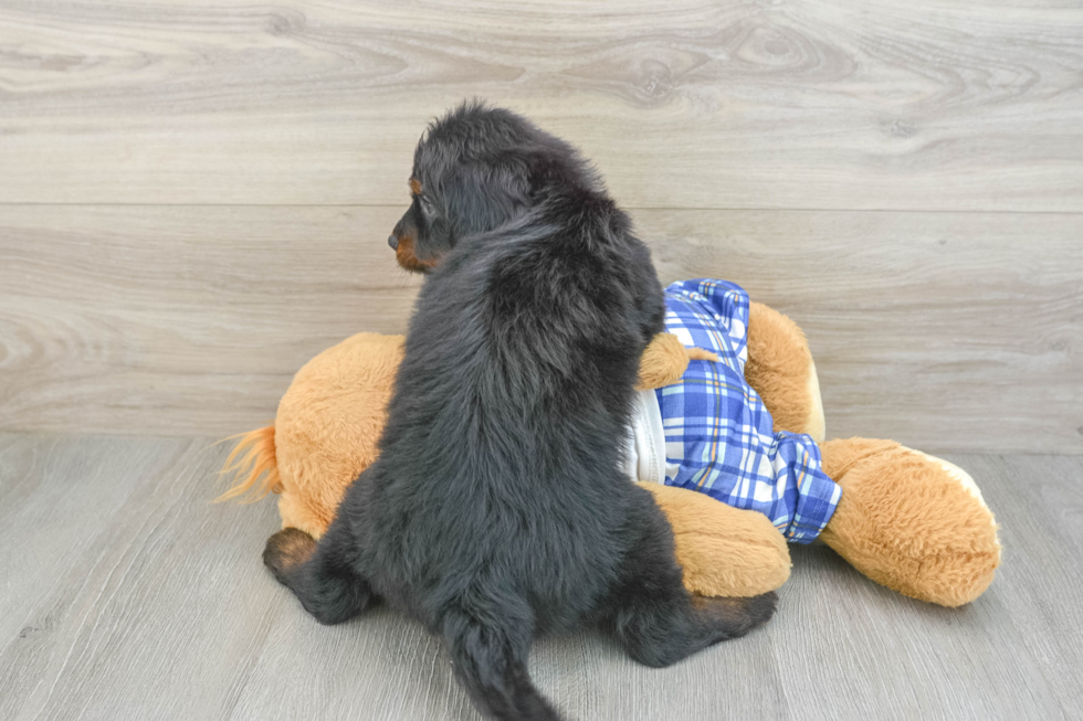 Mini Bernedoodle Puppy for Adoption