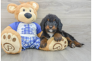 Mini Bernedoodle Pup Being Cute