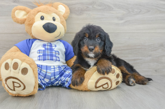 Mini Bernedoodle Pup Being Cute