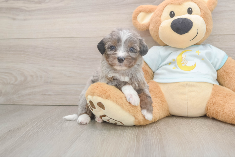 Popular Mini Bernedoodle Poodle Mix Pup