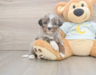 8 week old Mini Bernedoodle Puppy For Sale - Premier Pups