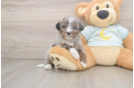 Popular Mini Bernedoodle Poodle Mix Pup