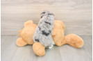 Mini Bernedoodle Puppy for Adoption
