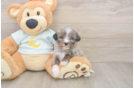 Best Mini Bernedoodle Baby