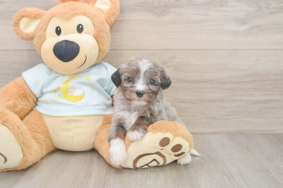 Best Mini Bernedoodle Baby