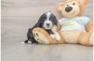 Mini Bernedoodle Puppy for Adoption