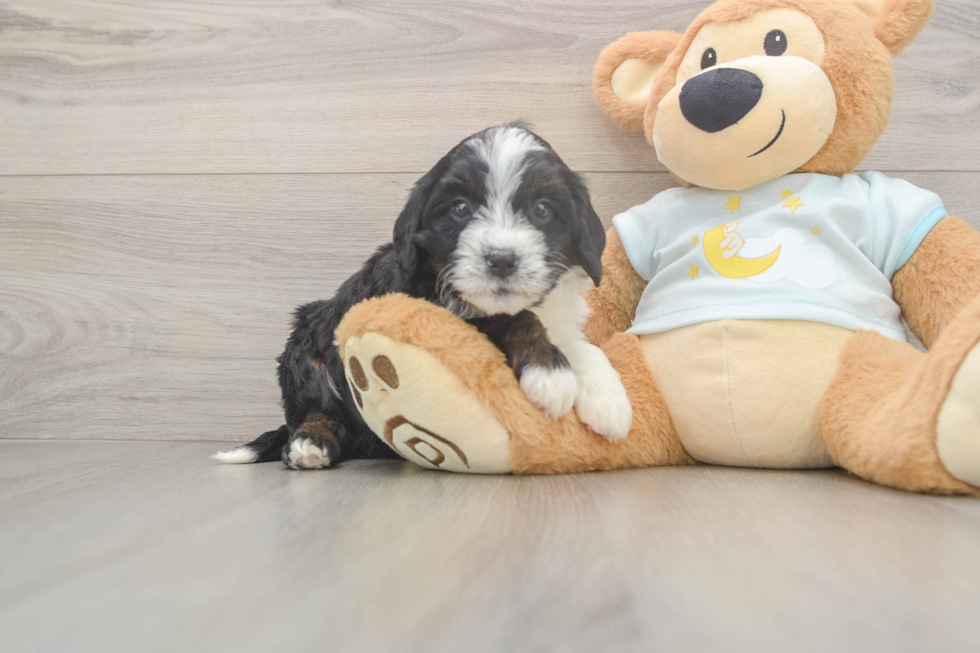 Mini Bernedoodle Puppy for Adoption