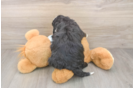 Mini Bernedoodle Pup Being Cute