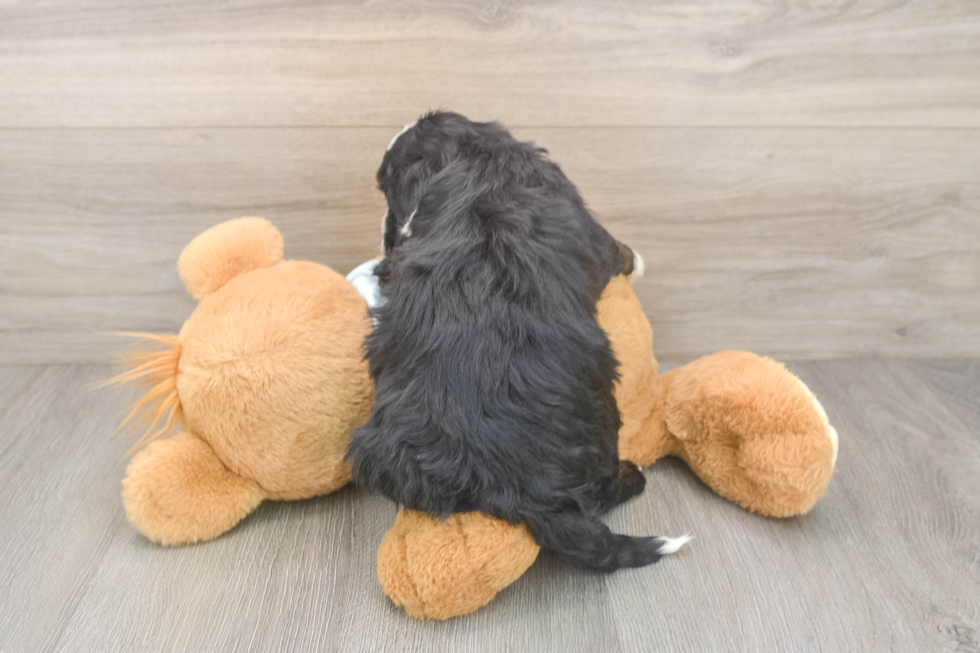 Mini Bernedoodle Pup Being Cute