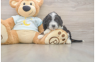 Best Mini Bernedoodle Baby