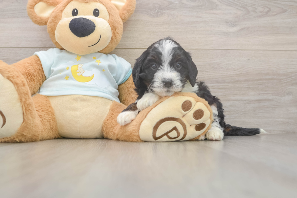 Best Mini Bernedoodle Baby