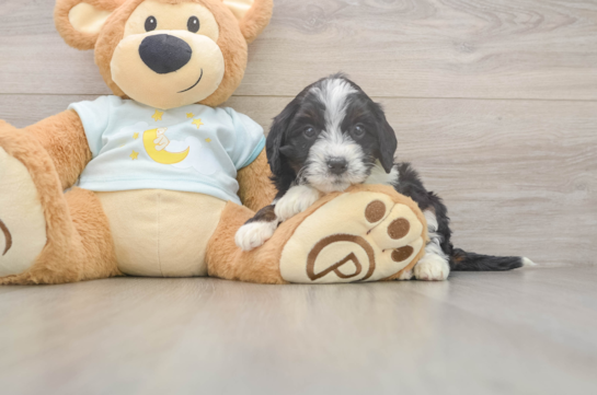 Best Mini Bernedoodle Baby