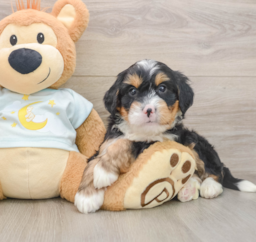 6 week old Mini Bernedoodle Puppy For Sale - Premier Pups