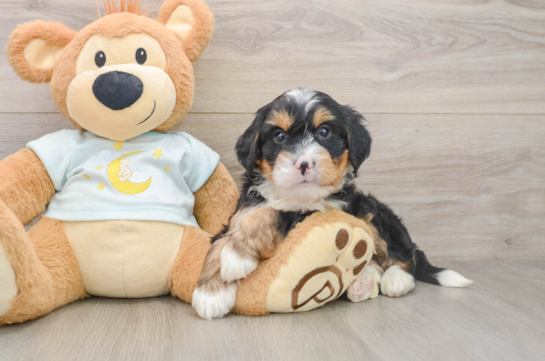 Mini Bernedoodle Pup Being Cute