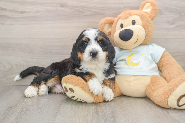 Funny Mini Bernedoodle Poodle Mix Pup