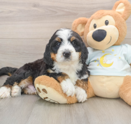 6 week old Mini Bernedoodle Puppy For Sale - Premier Pups