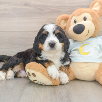 Funny Mini Bernedoodle Poodle Mix Pup