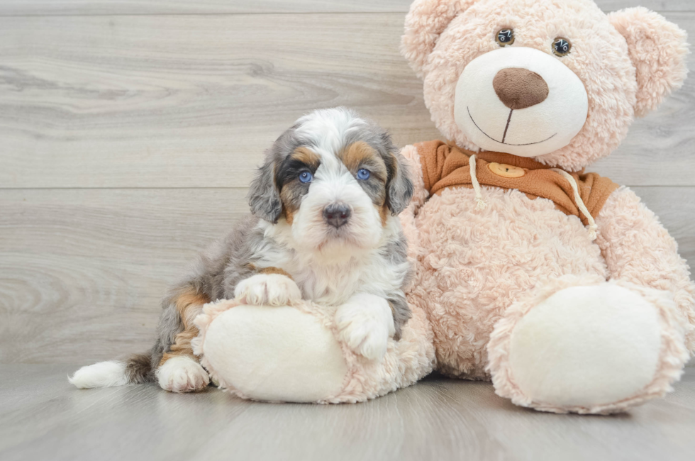5 week old Mini Bernedoodle Puppy For Sale - Premier Pups
