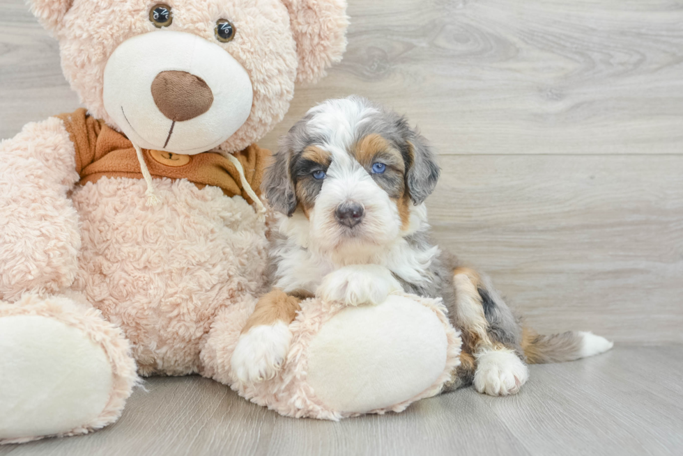 Best Mini Bernedoodle Baby