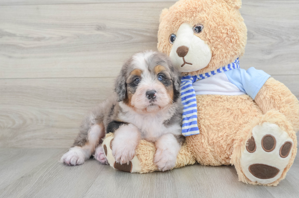 6 week old Mini Bernedoodle Puppy For Sale - Premier Pups