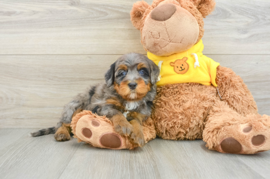 Mini Bernedoodle Pup Being Cute