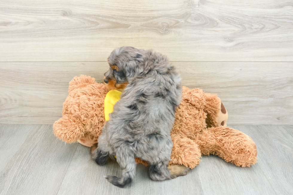 Mini Bernedoodle Pup Being Cute