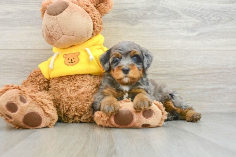 Mini Bernedoodle Pup Being Cute