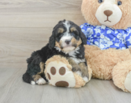 7 week old Mini Bernedoodle Puppy For Sale - Premier Pups