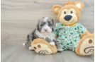 Mini Bernedoodle Puppy for Adoption