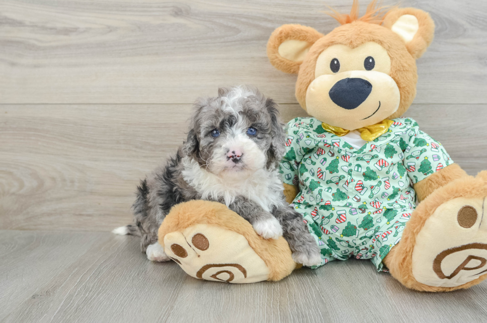 5 week old Mini Bernedoodle Puppy For Sale - Premier Pups