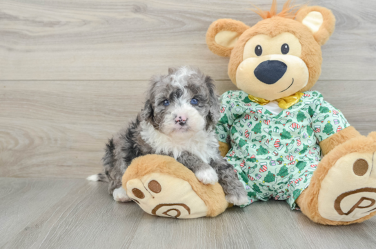 Mini Bernedoodle Puppy for Adoption