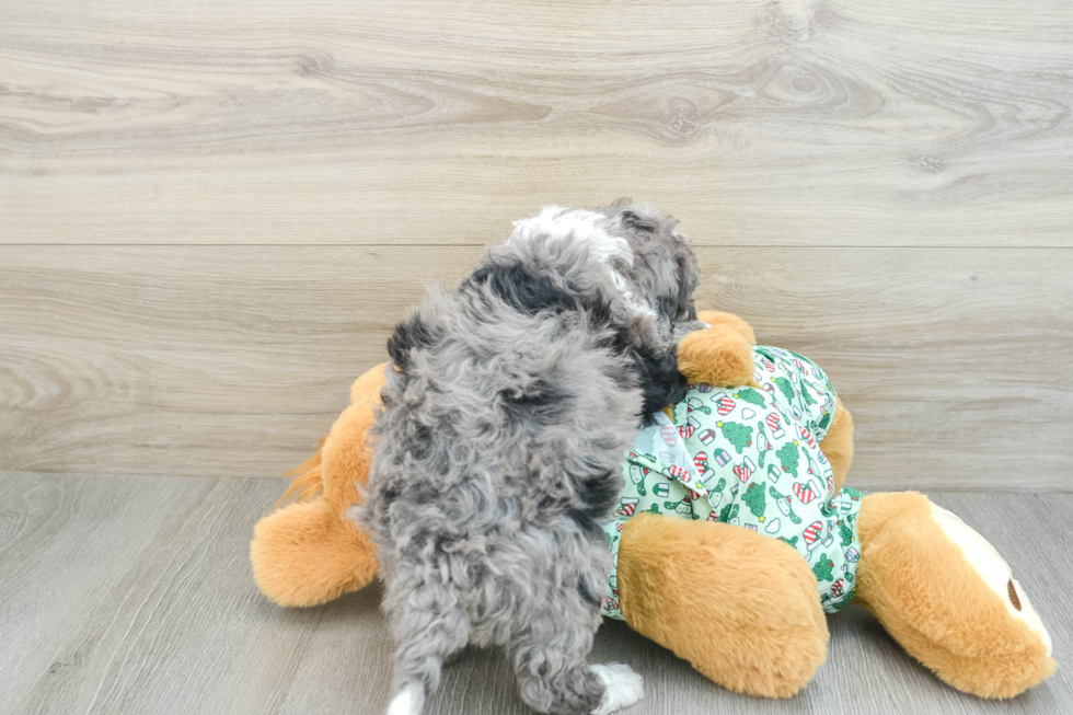 Best Mini Bernedoodle Baby