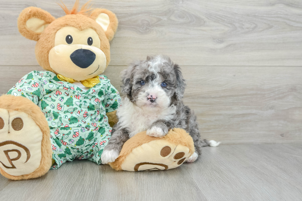 Small Mini Bernedoodle Baby